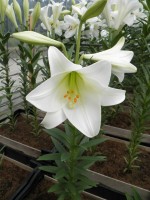 [1718 WhiteHeaven No01.JPG]